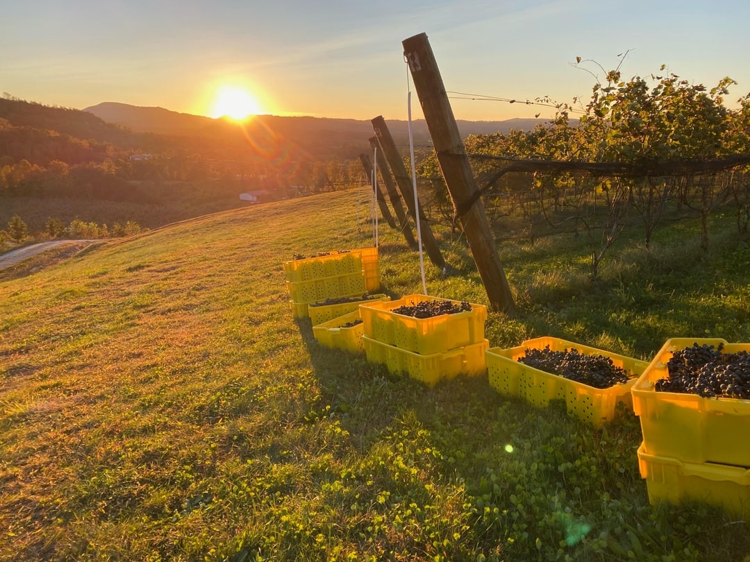 Vineyard & Winery In Hendersonville NC Stone Ashe Vineyard